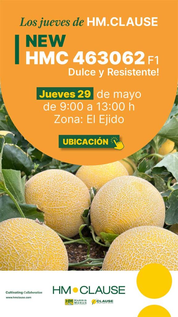 Melón galia de HM.Clause HMC463062