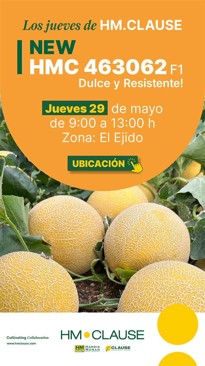 Día 29 de mayo. Jornada de melón Galia de HM.Clause