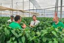 Kostantine y Kasiopea son los dos nuevos californias con los que BASF | Nunhems ‘asalta’ el campo de Cartagena