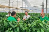 Kostantine y Kasiopea son los dos nuevos californias con los que BASF | Nunhems ‘asalta’ el campo de Cartagena