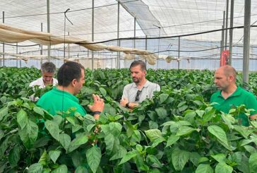 Kostantine y Kasiopea son los dos nuevos californias con los que BASF | Nunhems ‘asalta’ el campo de Cartagena