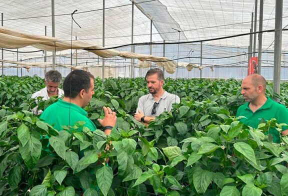 Kostantine y Kasiopea son los dos nuevos californias con los que BASF | Nunhems ‘asalta’ el campo de Cartagena