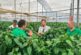 Kostantine y Kasiopea son los dos nuevos californias con los que BASF | Nunhems ‘asalta’ el campo de Cartagena