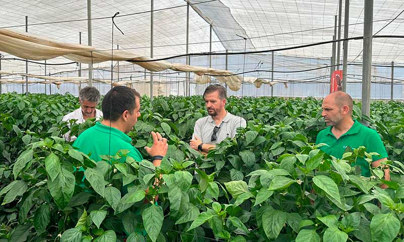Kostantine en rojo y Kasiopea en amarillo son las dos novedades de BASF Nunhems en pimiento california