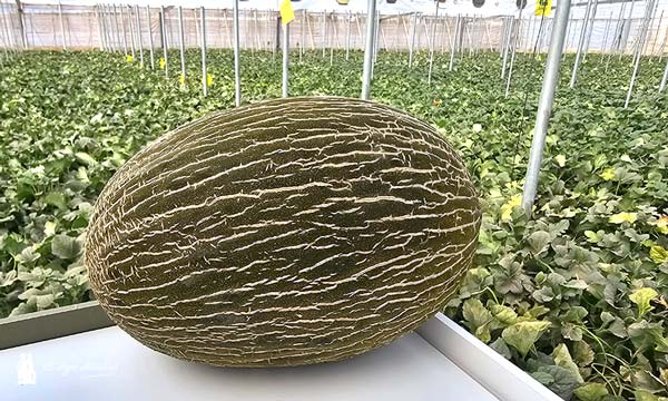 Melón piel de sapo Callejon de Semillas Fitó
