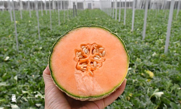 Melón cantaloup Thebes de BASF Nunhems 2