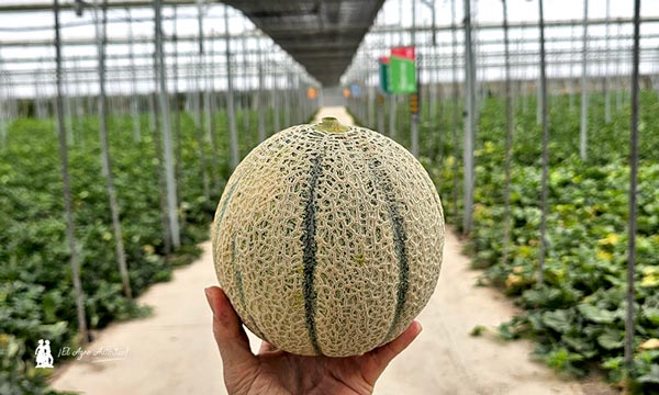 Melón cantaloup Thebes de BASF Nunhems 4 agroautentico