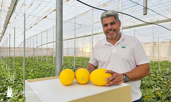 Melón amarillo Indurain de Semillas Fitó