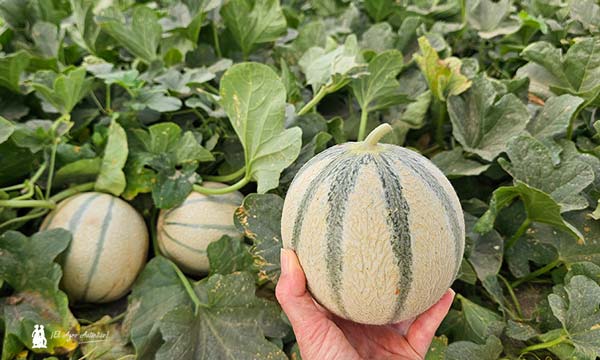 Melón Cantaloup Solmarin de Semillas Fitó - agroautentico