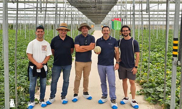 Melón cantaloup Thebes de BASF Nunhems 7