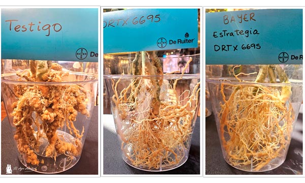 Resistencia mejorada a nematodos y resultados en ensayos dde portainjertos de Bayer-agroautentico.com