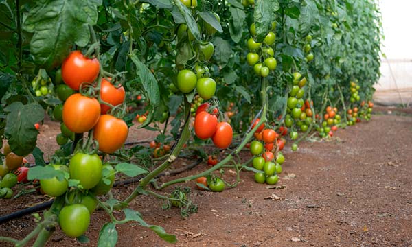 anoramix, un tomate pera de exportación con resistencia intermedia al virus del rugoso - agroautentico