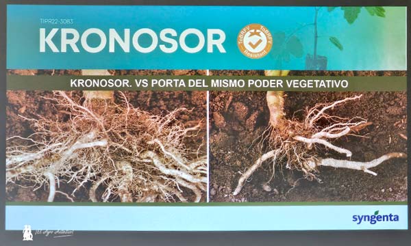 Portainjertos Kronosor con resistencia a rugoso de Syngenta