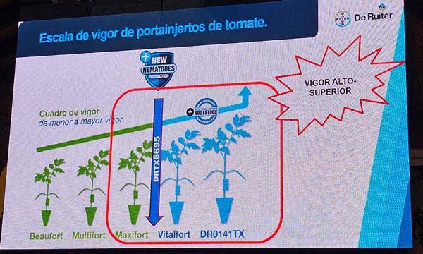 Portainjertos de Bayer de Ruiter de tomate- agroautentico