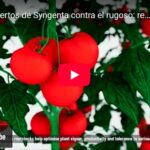 Portainjertos de Syngenta contra el rugoso: rendimiento y sanidad todo el ciclo