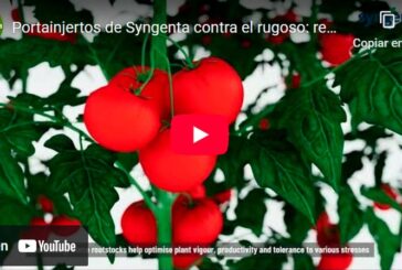 Portainjertos de Syngenta contra el rugoso: rendimiento y sanidad todo el ciclo