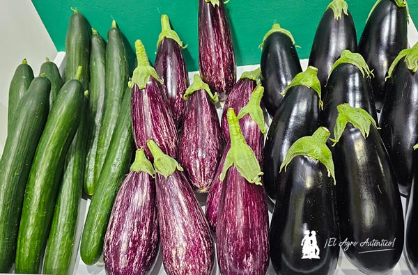 Berenjena Serafina y Marilola de Ramiro Arnedo -agroautentico.com
