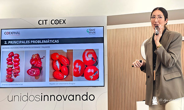 Sanifruit enseña en Almería cómo alargar la vida postcosecha en tomate, pimiento y calabacín- Ensayo en tomate con SaniTomato de Sanifruit