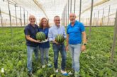 BASF | Nunhems presenta novedades en sandía blanca y negra y en polinizadores