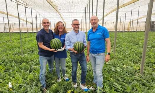 BASF | Nunhems presenta novedades en sandía blanca y negra y en polinizadores - agro autentico