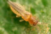 Guía para el reconocimiento, manejo y control del Scirtothrips en cítricos