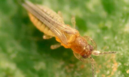Guía para el reconocimiento, manejo y control del Scirtothrips en cítricos -agroautentico