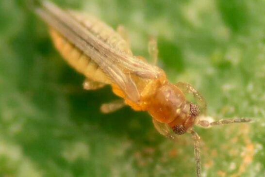 Guía para el reconocimiento, manejo y control del Scirtothrips en cítricos