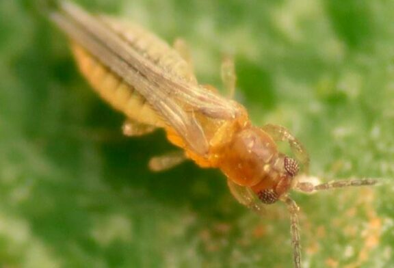 Guía para el reconocimiento, manejo y control del Scirtothrips en cítricos
