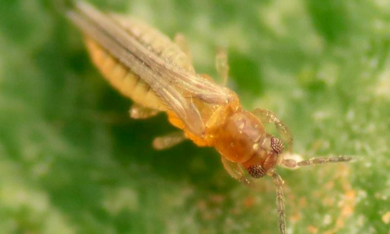 Guía para el reconocimiento, manejo y control del Scirtothrips en cítricos