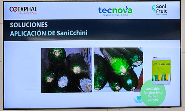 Retos en postcosecha del calabacín
