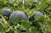 CapGen presenta sus novedades en Infoagro Exhibition