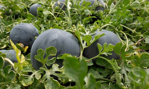 Tentación es la nueva sandía negra sin pepitas de Cap Gen Seeds