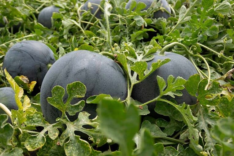 La sandía se dispara un 9% y lidera el giro del campo almeriense en la campaña 2025/26