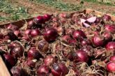 La nueva cebolla roja de BASF | Nunhems, rendimiento con calidad