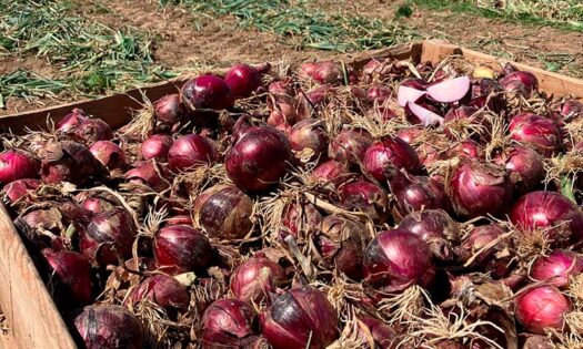 La nueva cebolla roja de BASF | Nunhems, rendimiento con calidad