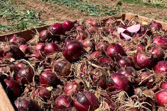 La nueva cebolla roja de BASF | Nunhems, rendimiento con calidad