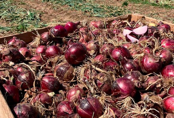 La nueva cebolla roja de BASF | Nunhems, rendimiento con calidad