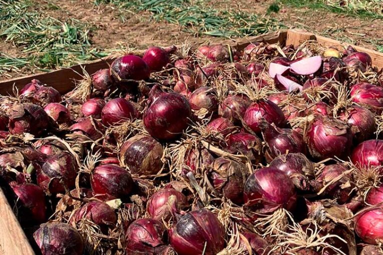La nueva cebolla roja de BASF | Nunhems, rendimiento con calidad