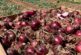 La nueva cebolla roja de BASF | Nunhems, rendimiento con calidad
