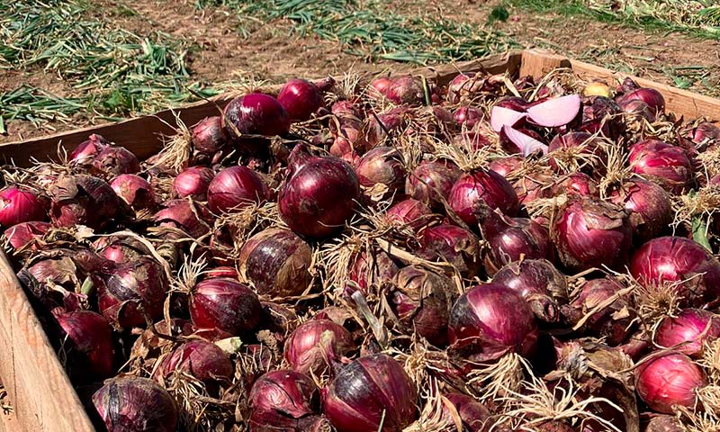 La nueva cebolla roja de BASF | Nunhems, rendimiento con calidad