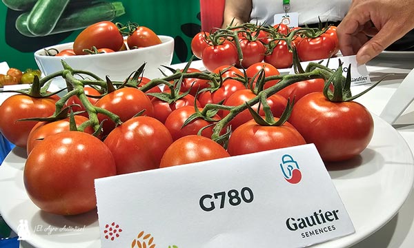 Llegan los primeros tomates resistentes a rugoso de Gautier 6