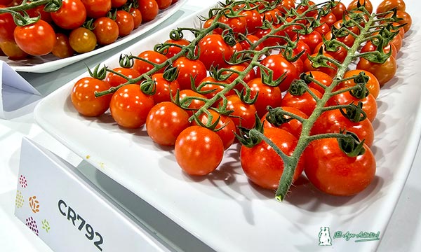 Llegan los primeros tomates resistentes a rugoso de Gautier 4