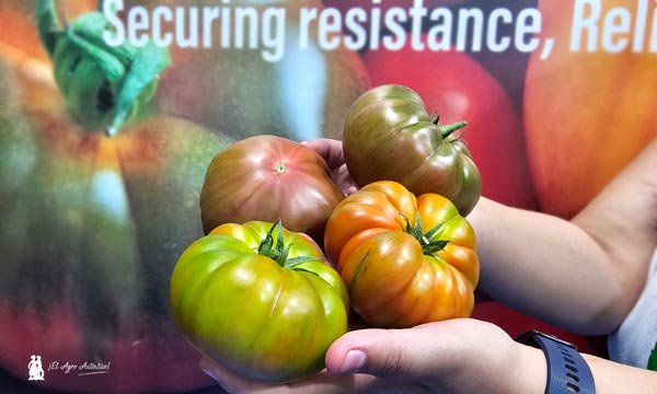 Llegan los primeros tomates resistentes a rugoso de Gautier