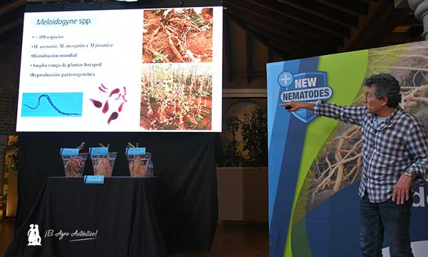 Bayer lanza el nuevo portainjertos DRTX6695 en tomate en una estrategia integrada frente a nematodos 2 16