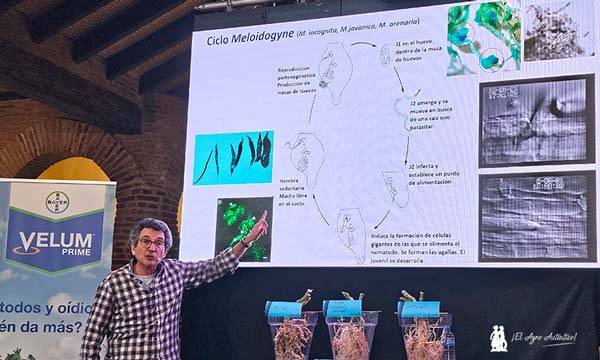 Estrategias de mejora genética contra el virus rugoso del tomate -agroautentico 3