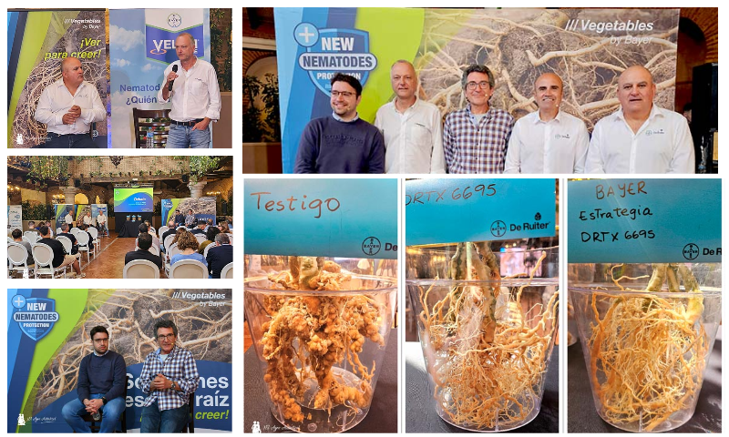 Bayer lanza el nuevo portainjertos DRTX6695 en tomate en una estrategia integrada frente a nematodos