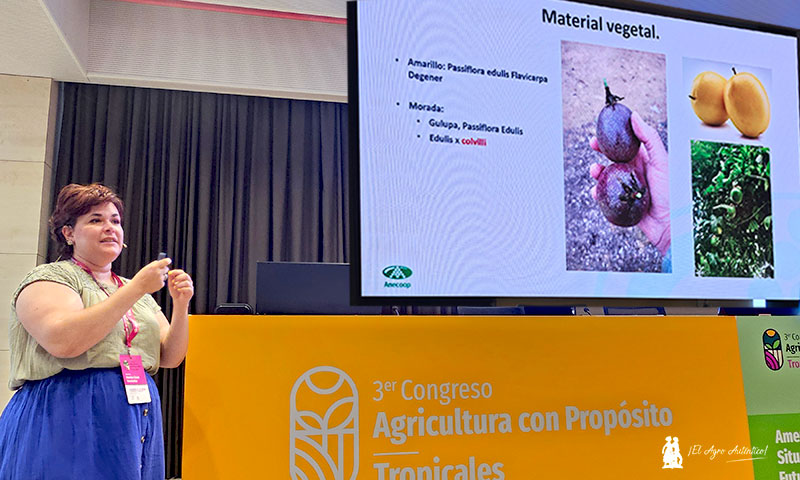 La maracuyá es el nuevo tropical para cultivo en invernadero 1