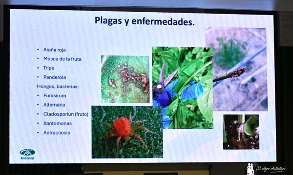 La maracuyá es el nuevo tropical para cultivo en invernadero 8