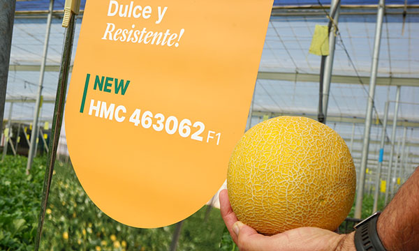 El breeder HM.Clause francés de melón Galia de HM Clause