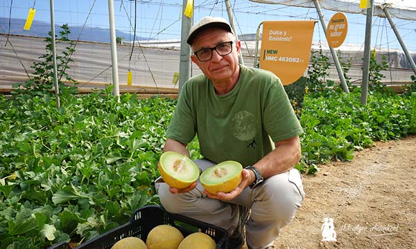 El breeder HM.Clause francés de melón Galia de HM Clause
